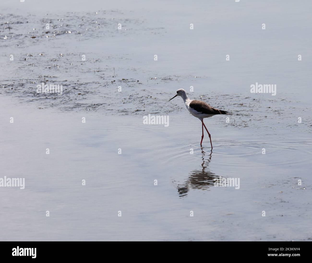 caballero pájaro de italia con patas largas y delgadas sobre el agua del estanque Foto de stock