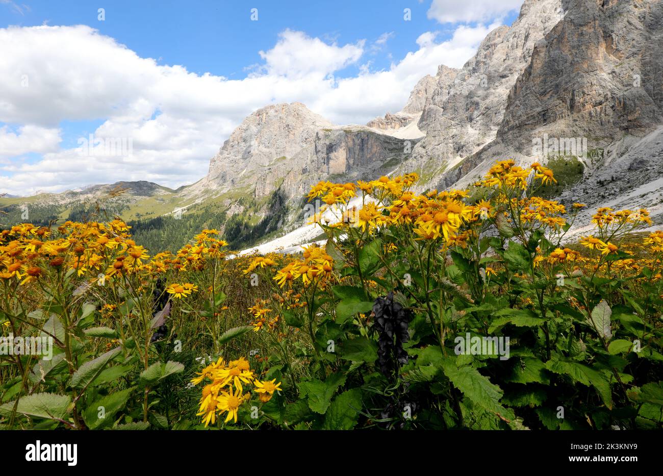 Flor amarilla de la montaña de Arnica y los Alpes italianos en el fondo en verano sin personas Foto de stock