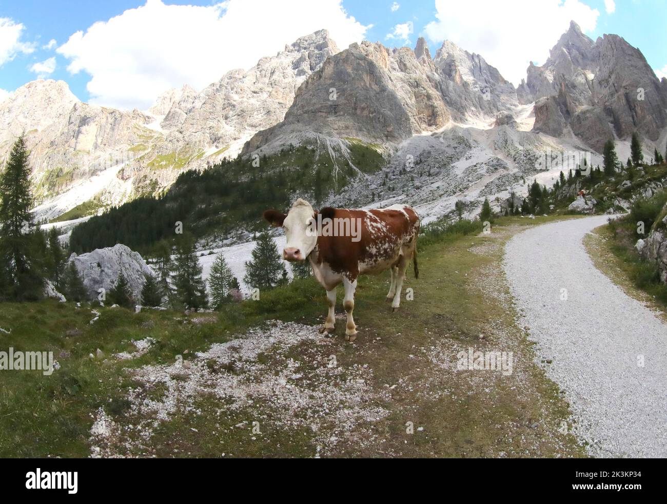 vaca parda mientras pastan hierba verde en los prados de alta montaña en verano Foto de stock