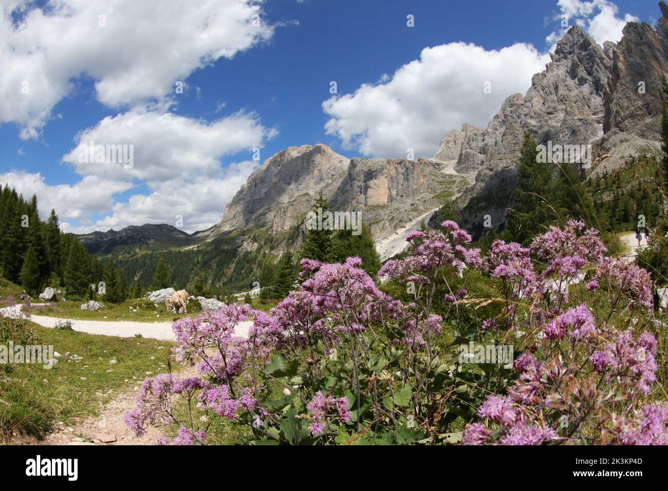 Flora de los alpes europeos y las flores llamado adenostyles alliaria en Italia Foto de stock