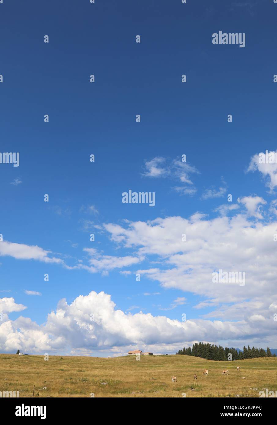 amplio panorama bajo el pasto y el granero y las nubes blancas en el cielo azul Foto de stock