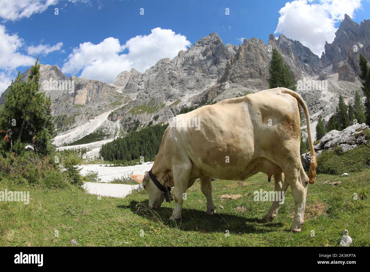 vaca blanca mientras pastaba la hierba en el valle en las montañas en verano Foto de stock