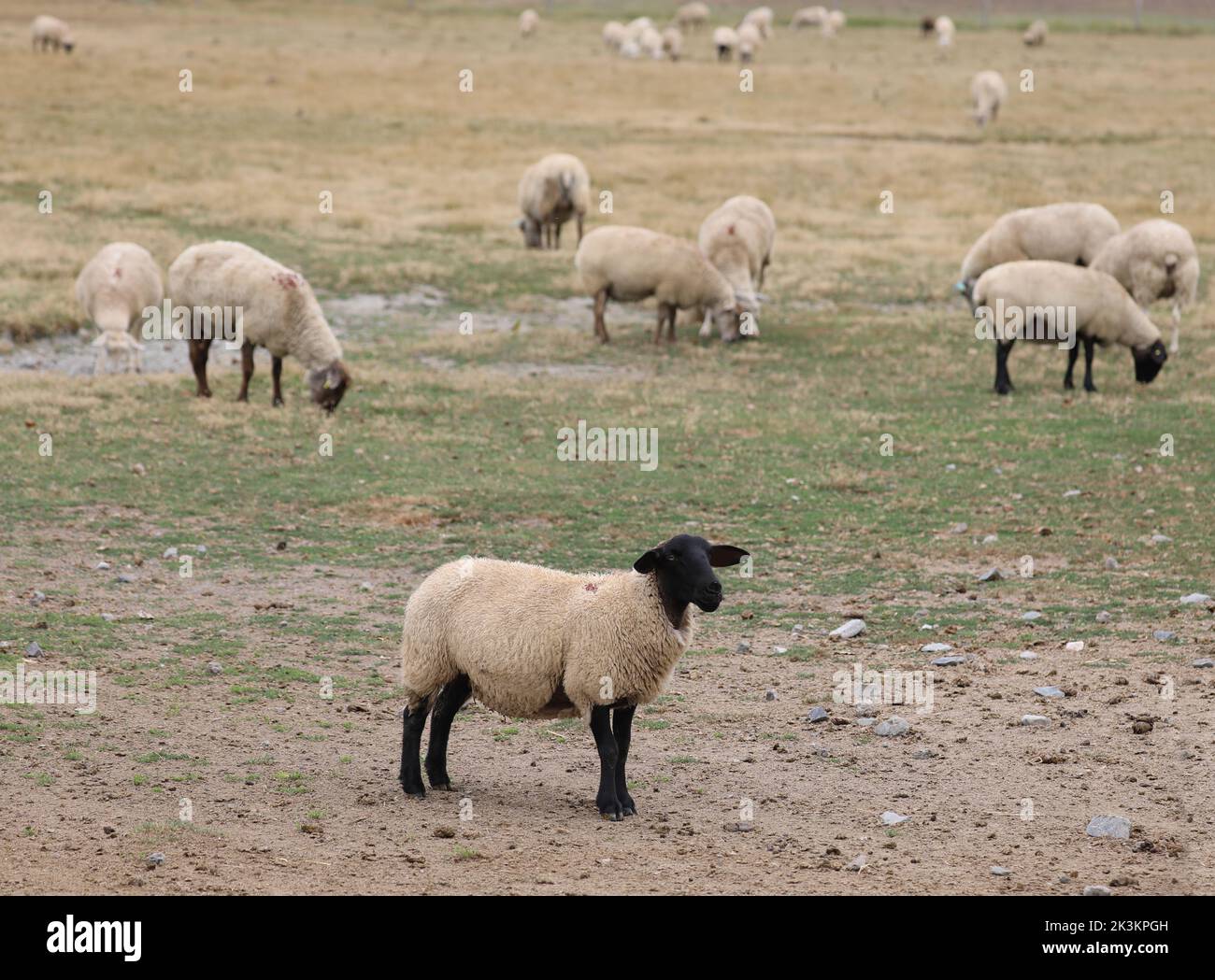 Pastoreo de ovejas suffolk con cabeza y patas negras en el norte de Europa Foto de stock