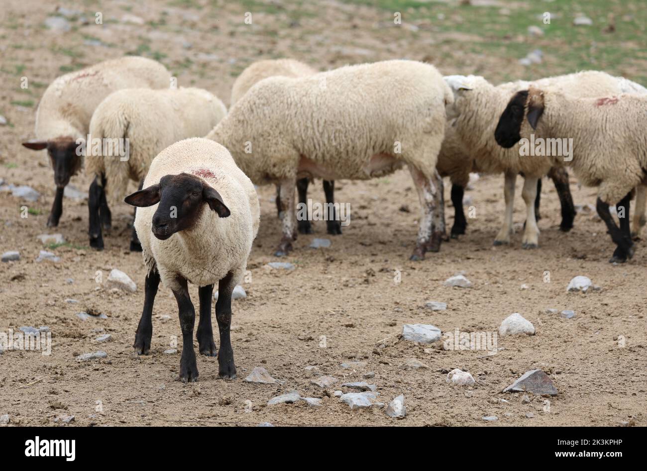 Pastoreo de ovejas suffolk con cabeza y patas negras en el norte de Europa Foto de stock