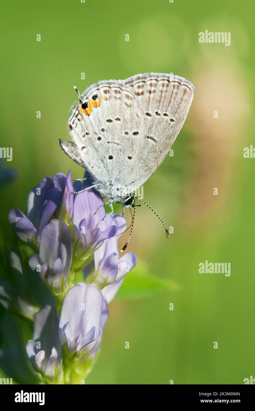 Mariposa azul de cola oriental en verano Foto de stock