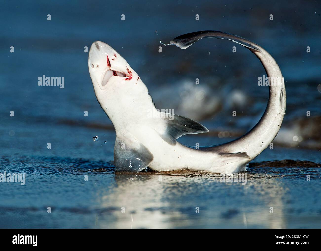 Tiburón de arena herido golpeando en la playa Foto de stock