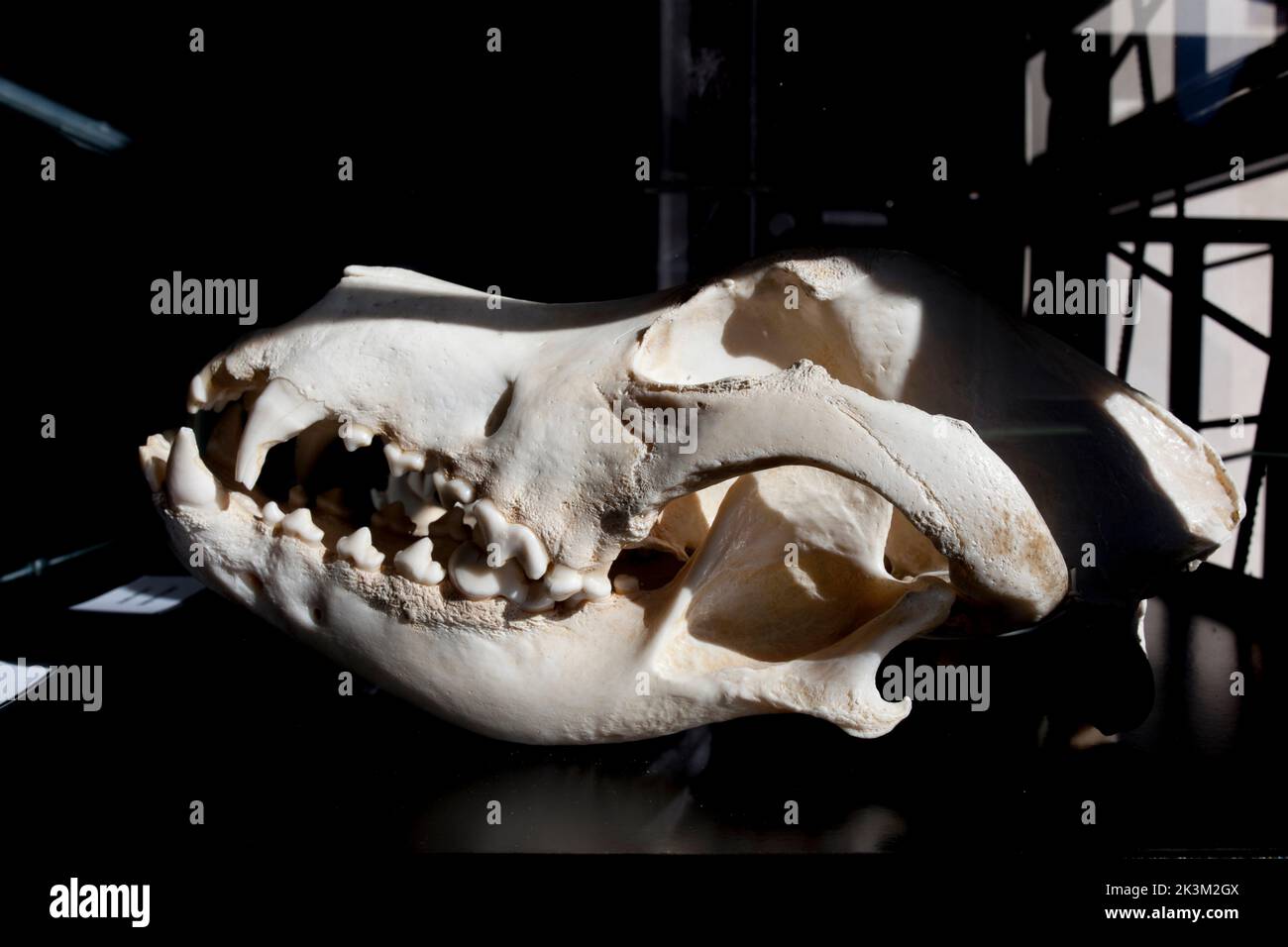 La Garganta, España - Nov 21th, 2020: Gran perro de Dane cranium, raza grande de perro originaria de Alemania Foto de stock
