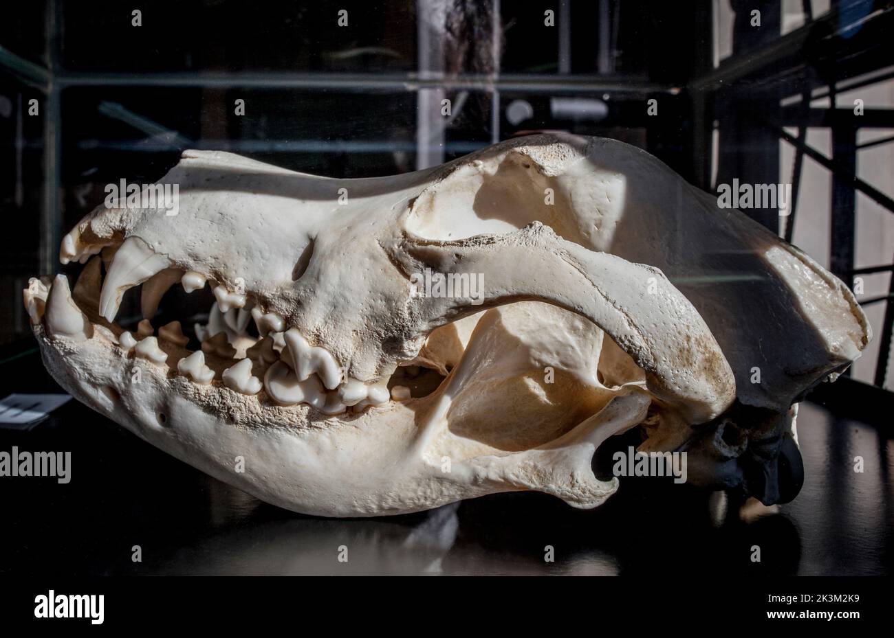 La Garganta, España - Nov 21th, 2020: Gran perro de Dane cranium, raza grande de perro originaria de Alemania Foto de stock