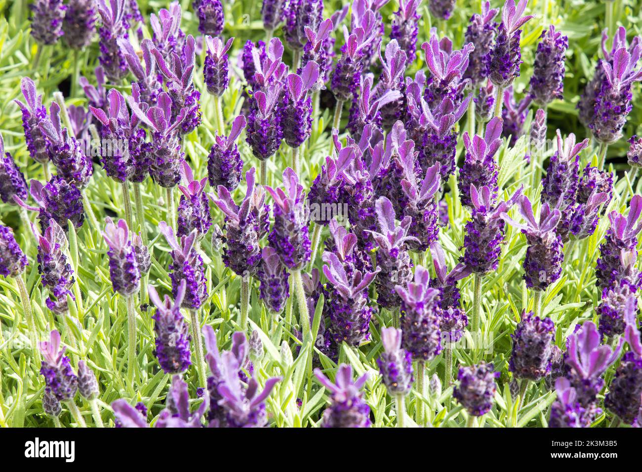 Lavanda francesa, Lavendula Stoechas anouk flor, jardín flor, Reino Unido Foto de stock