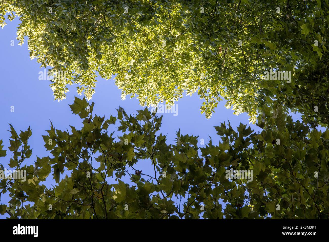 Hojas soleadas en los árboles, Savoie-Tecnolac, Francia Foto de stock