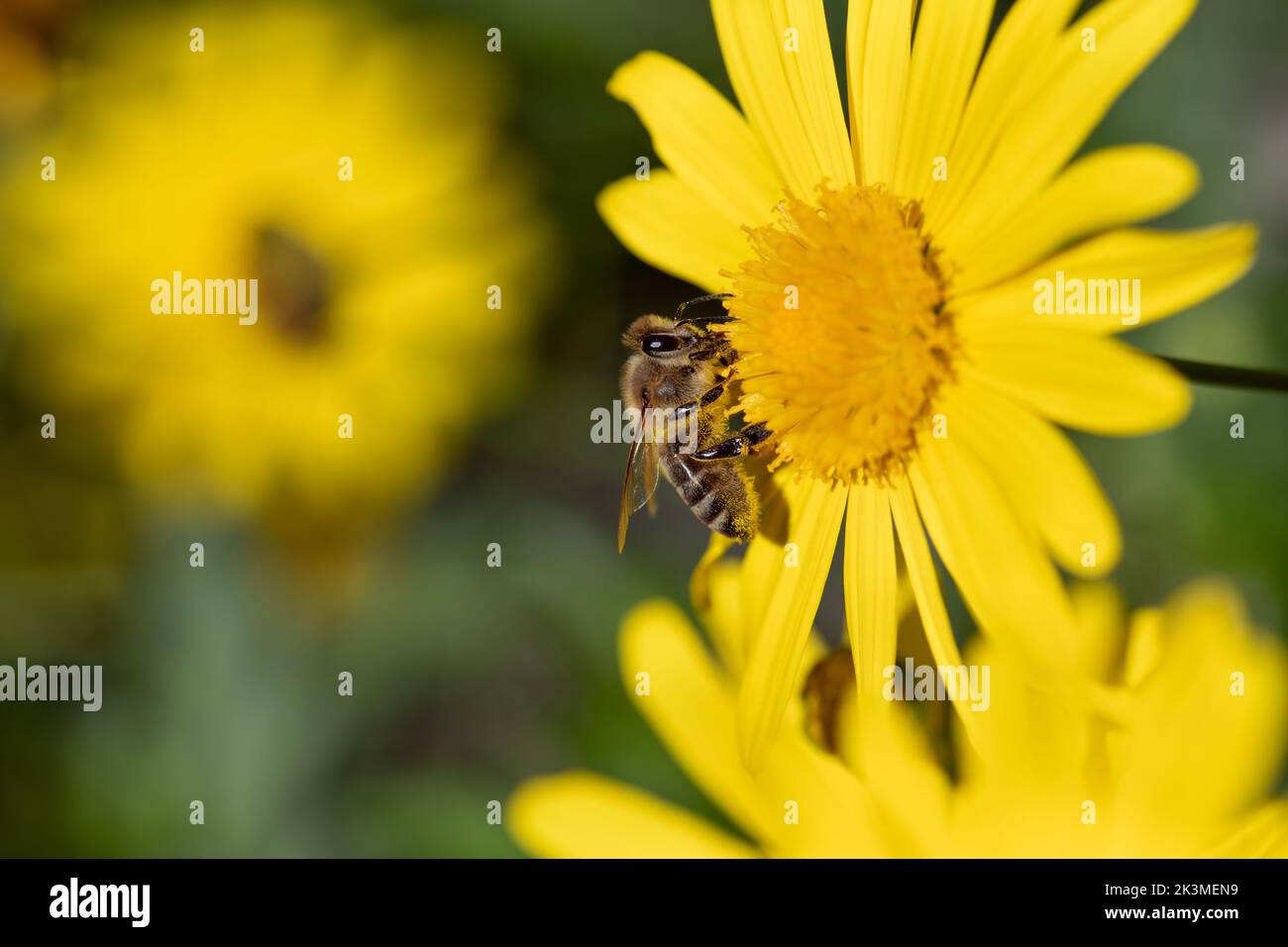 Una pequeña abeja de miel se asienta sobre una flor amarilla grande y busca polen. Foto de stock