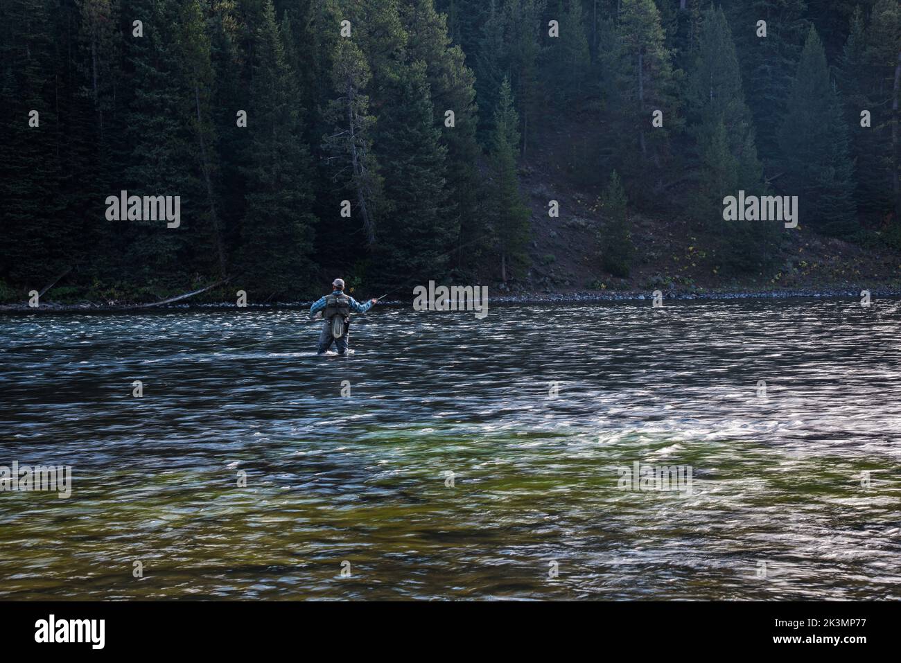El sutil movimiento de un pescador con mosca en el río Yellowstone. El movimiento silencioso y decidido del brazo y el cuerpo demuestran su experiencia. Foto de stock