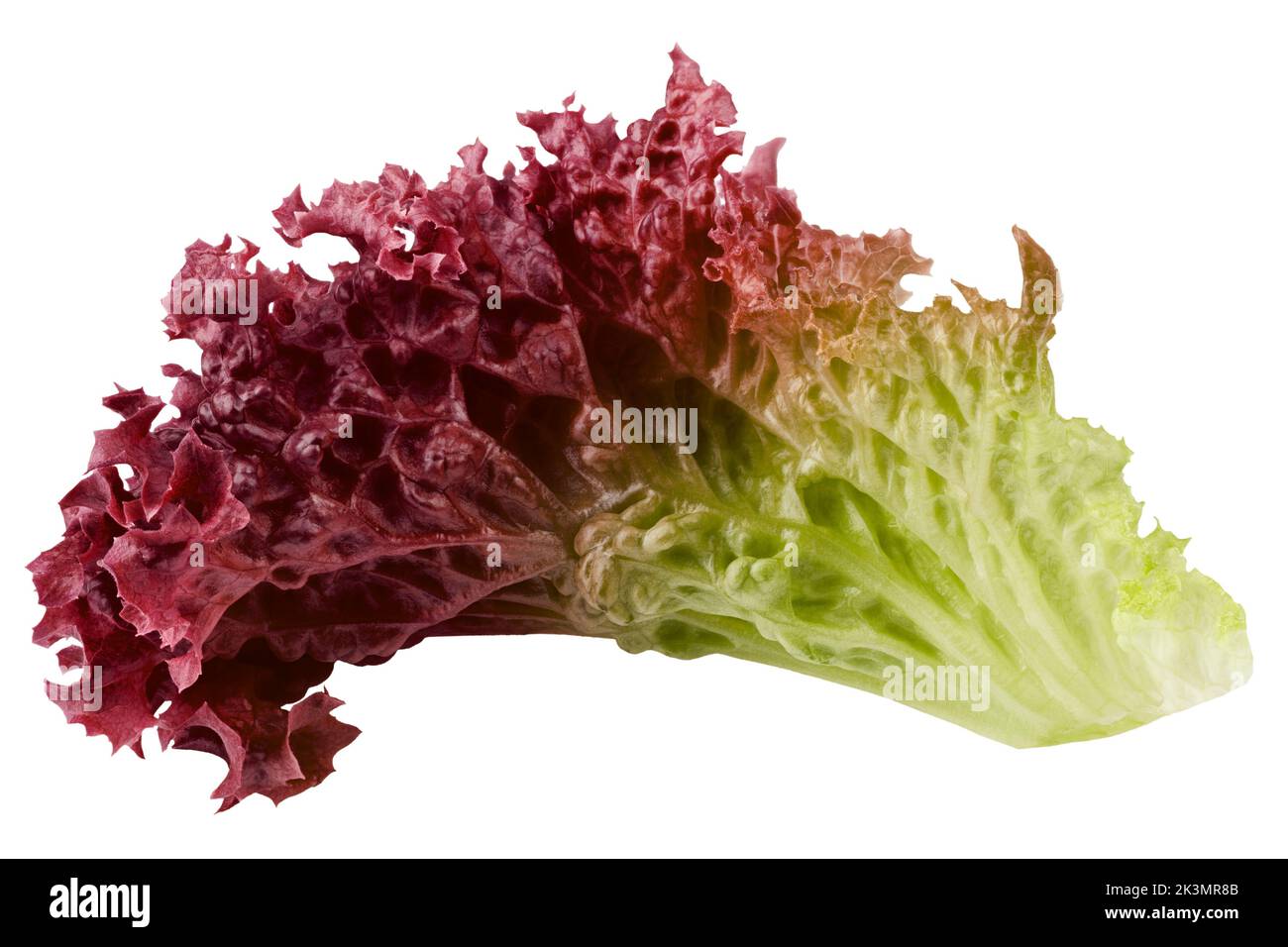 Ensalada roja, hoja de lechuga, lollo rosso, aislada sobre fondo blanco ...