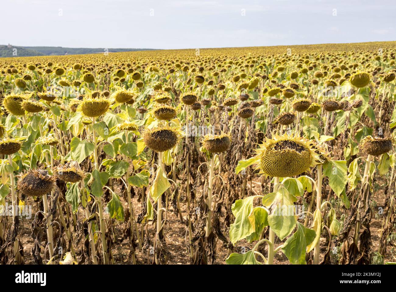 Cosecha de girasol lista para la cosecha de semillas, Francia Foto de stock
