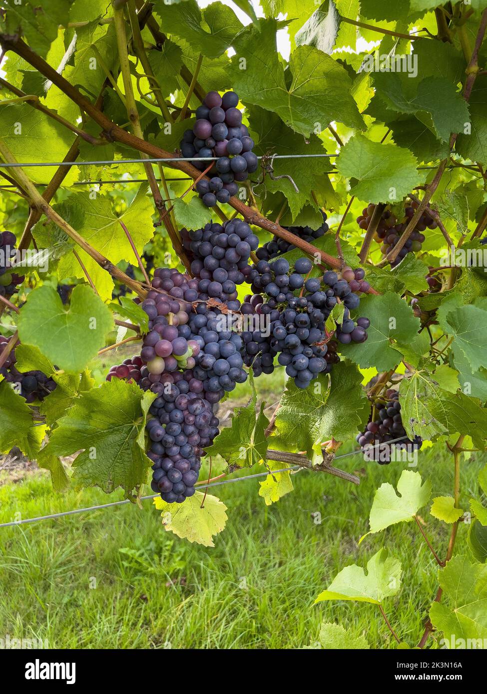 Racimos de uvas pinot gris maduras en la vid Foto de stock