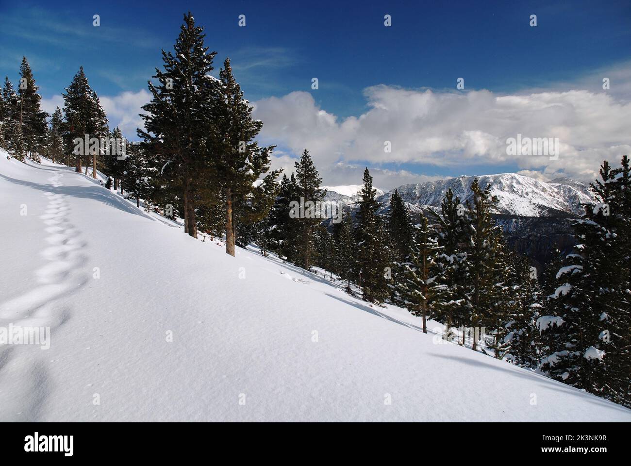 Un bosque cubierto de nieve en invierno Foto de stock