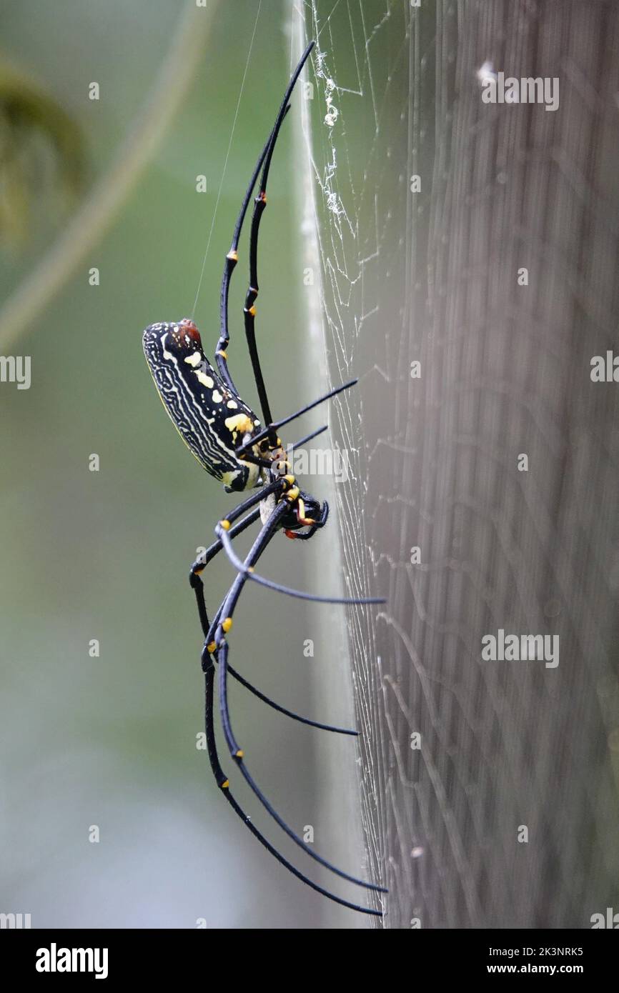 Araña de la familia Dictynidae en la red, macro vertical Foto de stock