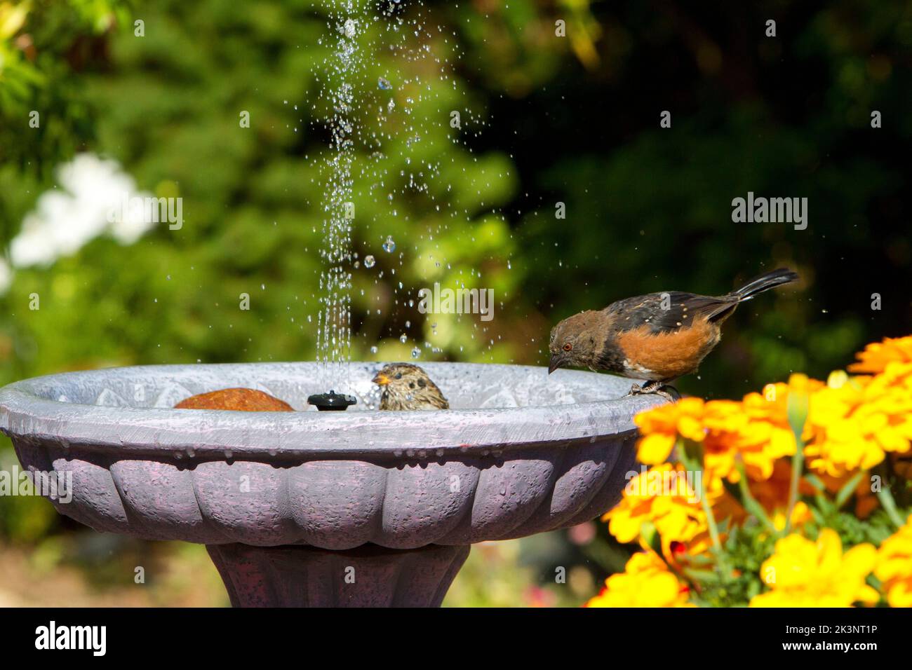 Pequeña fuente solar en un baño improvisado de pájaros en el