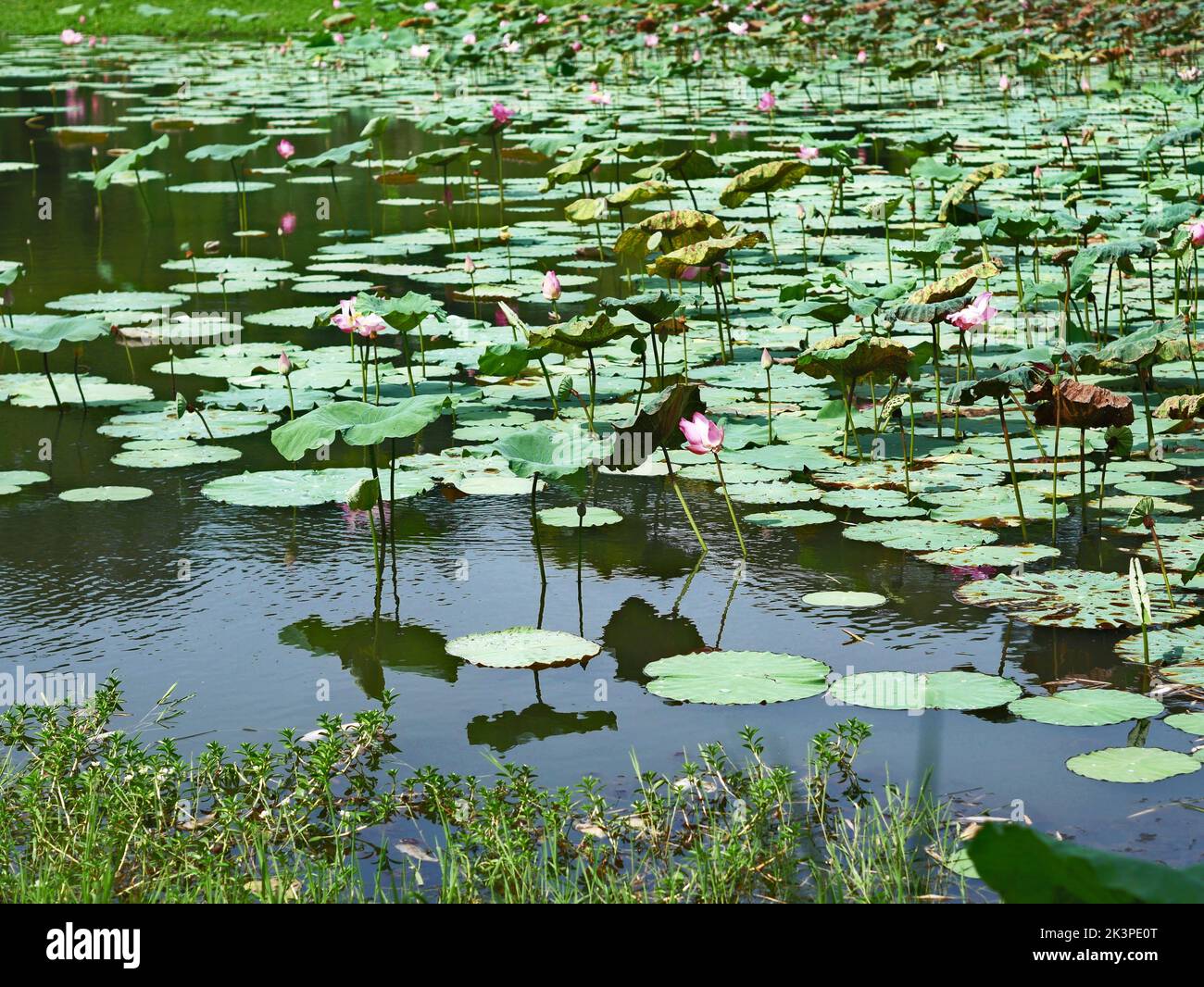 Las hermosas flores de loto flotando sobre el agua Foto de stock