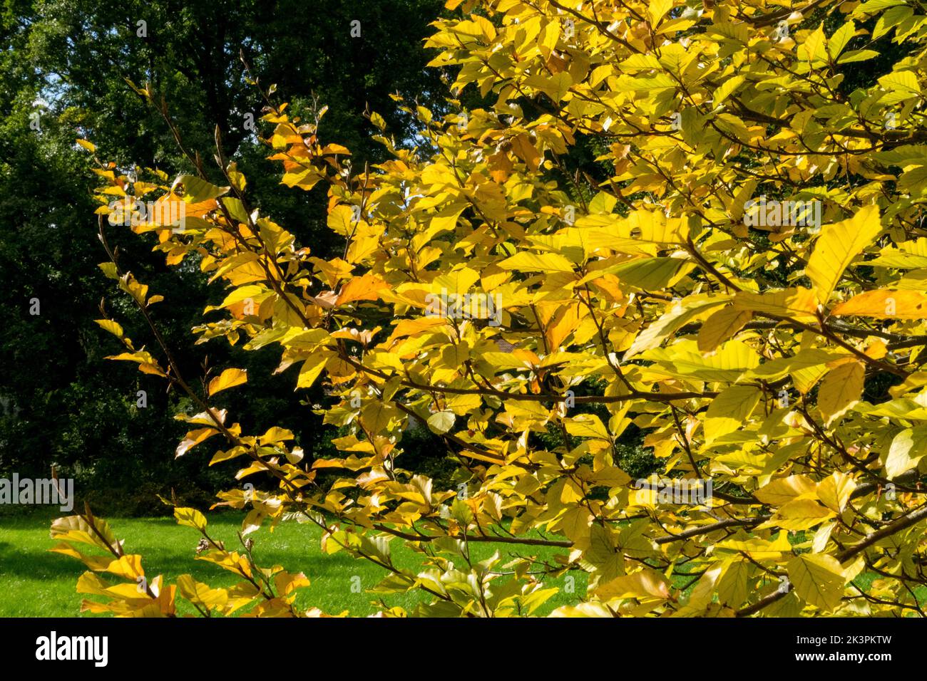 Árbol de haya japonés Fagus crenata, Jardín, Otoño, Japonés, Haya, Fagus Hojas amarillas, Sunshine Día soleado Foto de stock