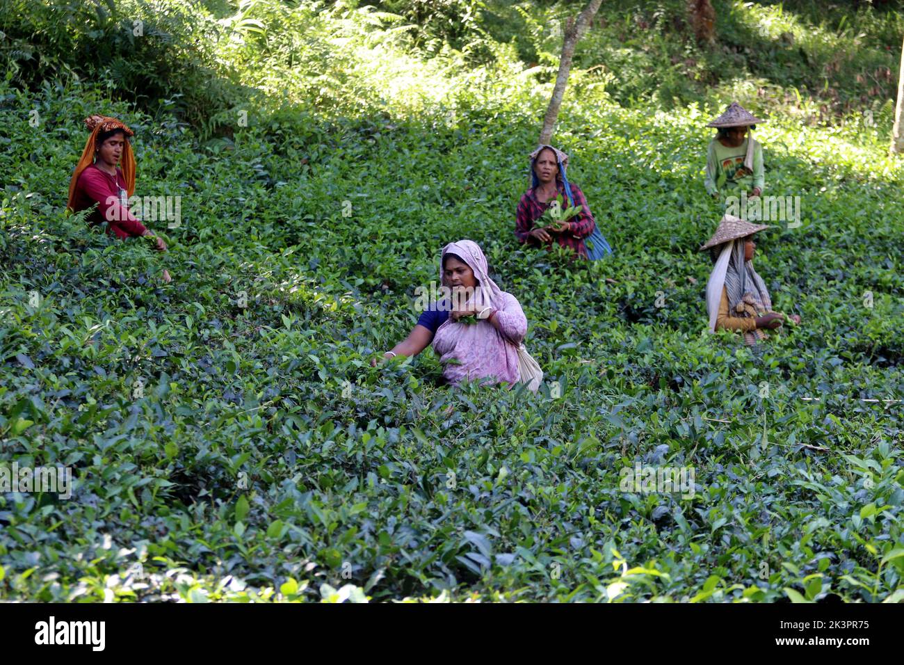 Bangladesh, 27 de septiembre de 2022. Un trabajador de la plantación de té recoge hojas de té en Sreemangal, la cosecha de té está en pleno apogeo en Sreemangal, que es bien conocida por la producción de té en Bangladesh el 27 de septiembre de 2022. Foto: Habibur Rahman/ABACAPRESS.COM Foto de stock