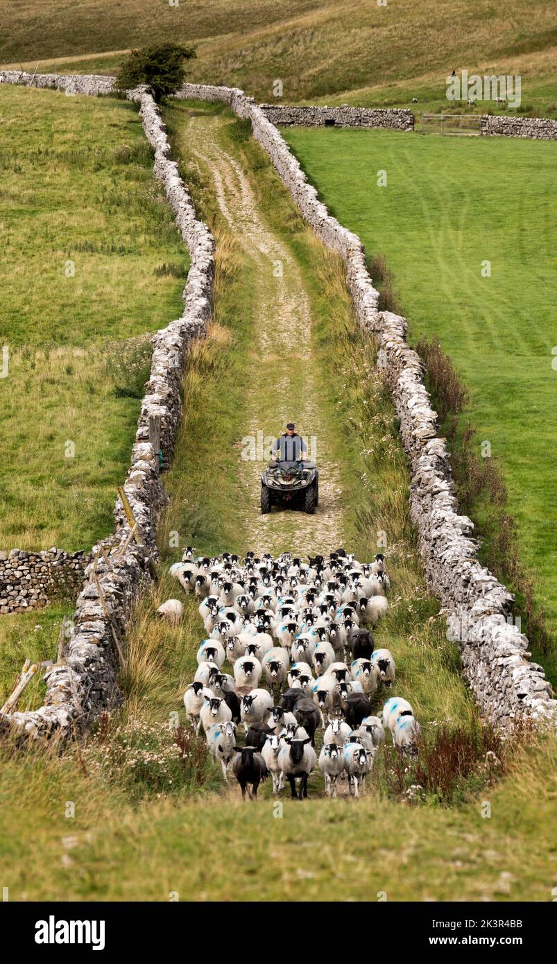 Un granjero en quad conduce a sus ovejas por un carril amurallado de vuelta a la granja para zambullirse, Horton-in-Ribblesdale, Yorkshire Dales National Park, Reino Unido Foto de stock
