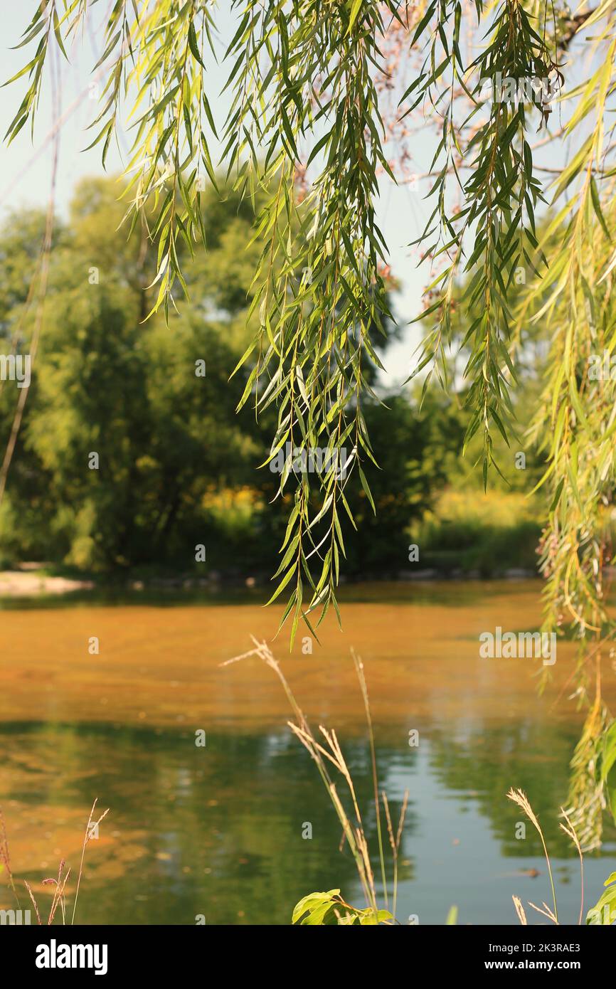 Las ramas de un sauce llorón que crece en la orilla del río local Fotografía de stock Alamy