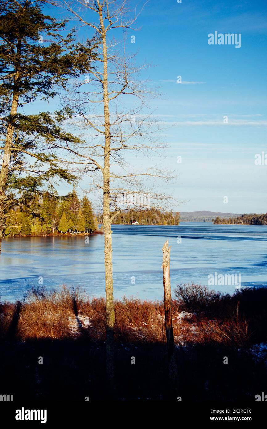 Un tiro vertical de un árbol roto desnudo cerca del lago Meddybemps cubierto de hielo en Maine Foto de stock