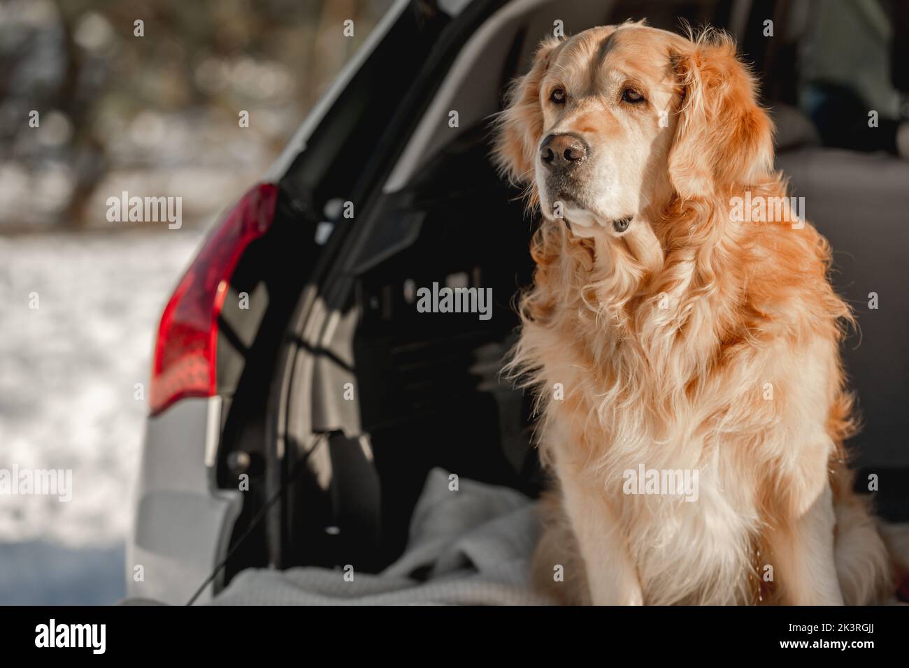 perro sentado en un rojo coche en el la carretera 32849240 Foto de stock en  Vecteezy