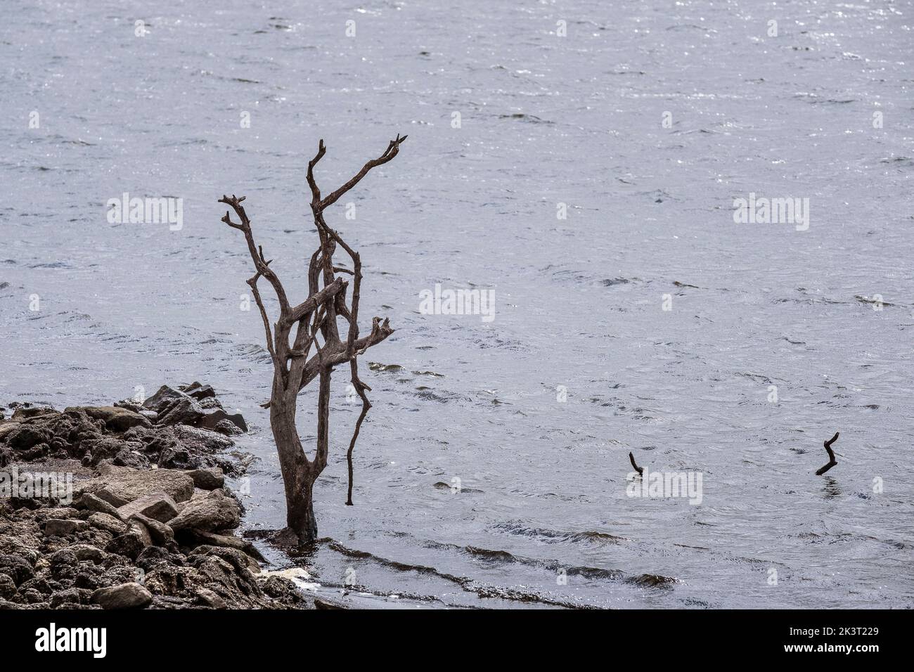 Los restos de un árbol muerto expuestos a la caída de los niveles de agua causada por las severas condiciones de sequía en el embalse del Lago Colliford en Bodmin Moor en Cornwall Foto de stock