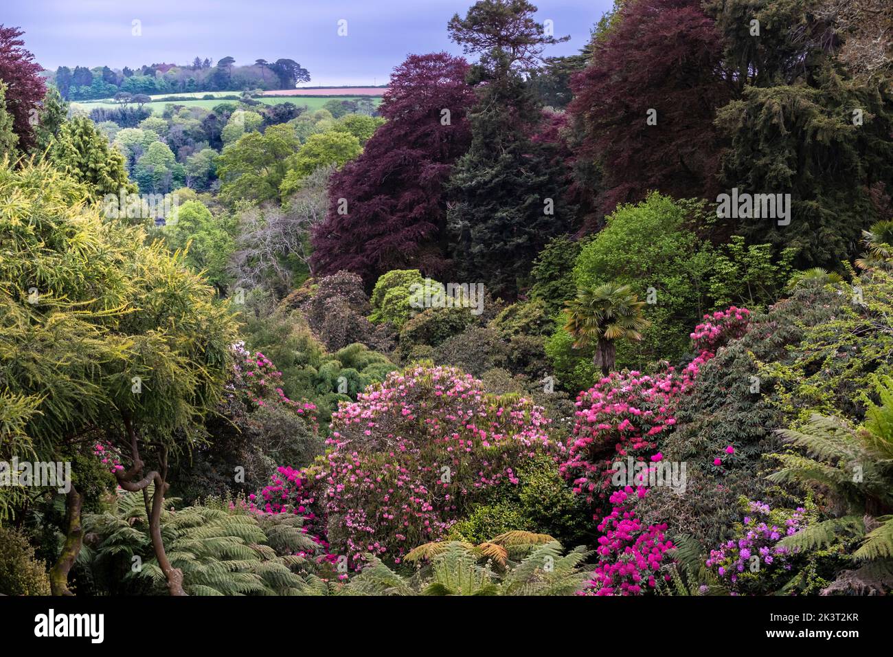 Los espectaculares colores del jardín subtropical Trebah en primavera en Cornwall en el Reino Unido. Foto de stock