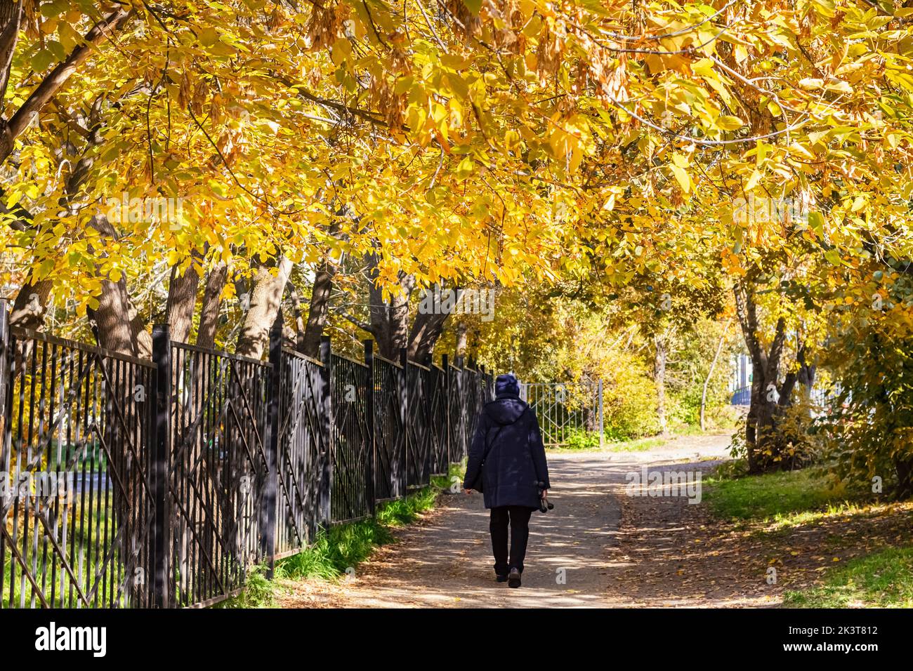 Túnel de otoño hecho de árboles morenas de colores y mujer mayor caminar callejón forestal, vista posterior.Otoño colores escena, selectiva Focus.Social distancia en col Foto de stock