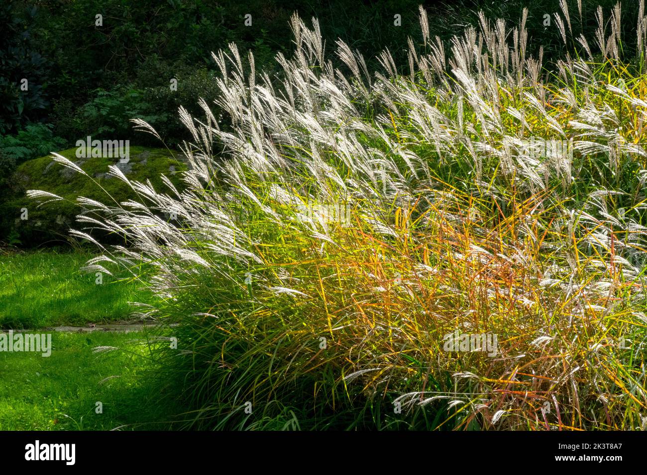 Miscanthus sinensis 'purpurpurascens' Otoño Miscanthus sinensis en jardín céspedes otoñales Flame Grass garden Eulalia Foto de stock