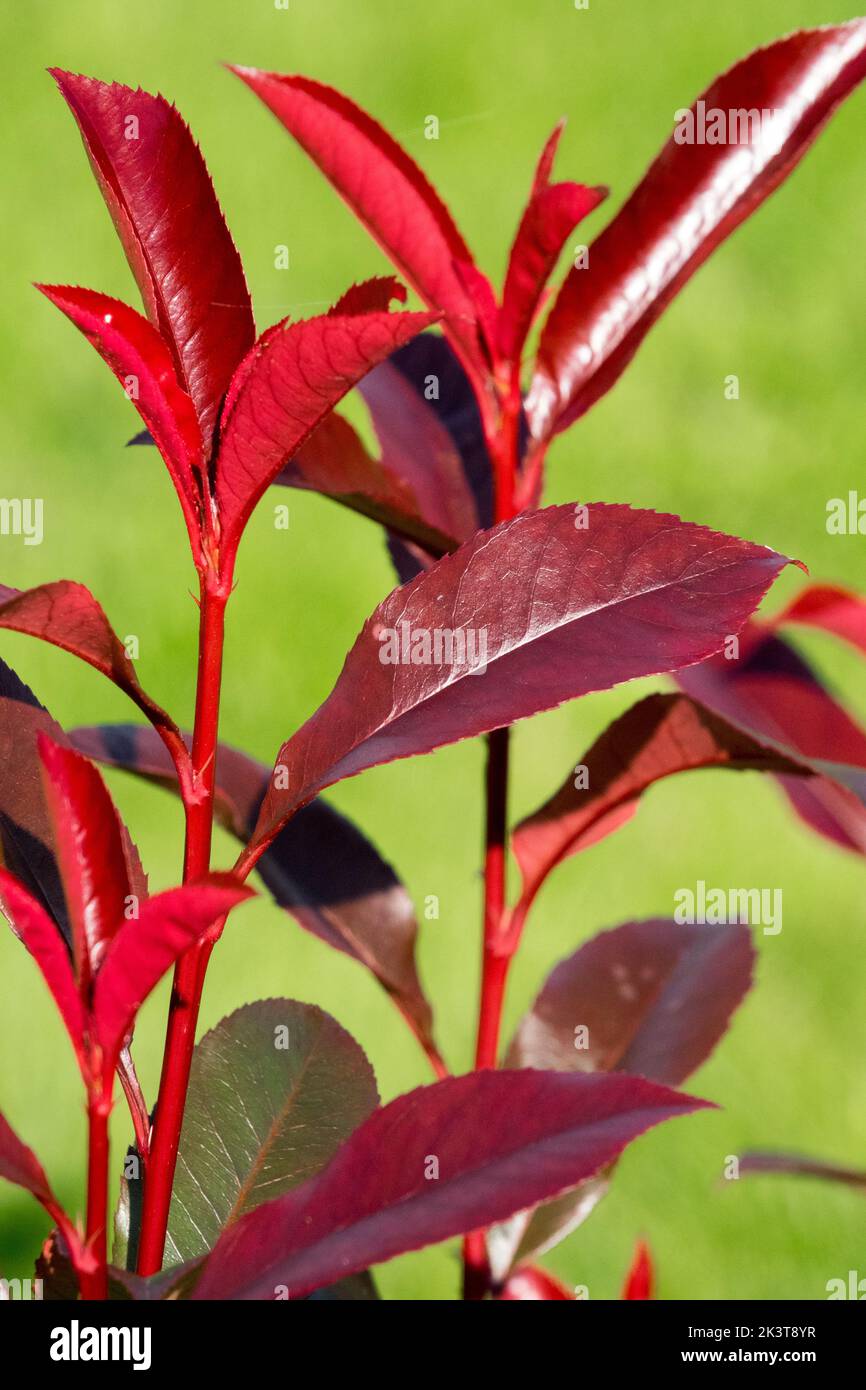 Photinia x fraseri 'Dicker tony', Rojo, Hojas, Fotinia con punta roja, Planta, Fondo verde Foto de stock
