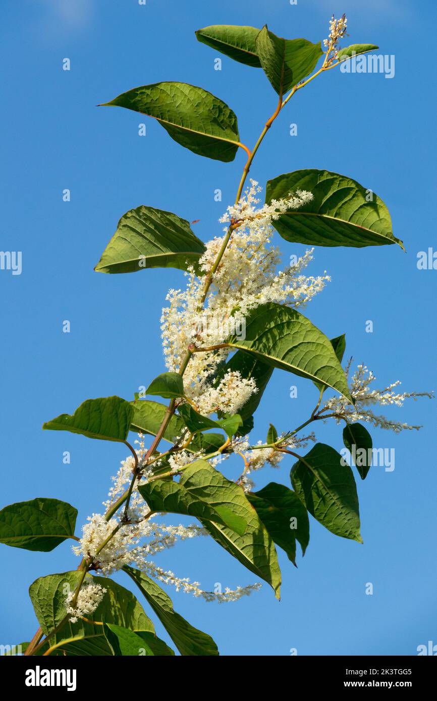 Flor blanca en un tallo con hojas Japanese Knotweed Fallopia japonica Reynoutria floreciendo a finales de verano, el cielo Foto de stock