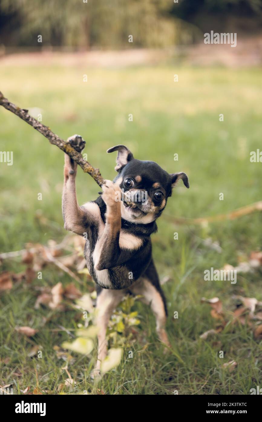 Un perro blanco y negro jugando con un palo en el césped Foto de stock