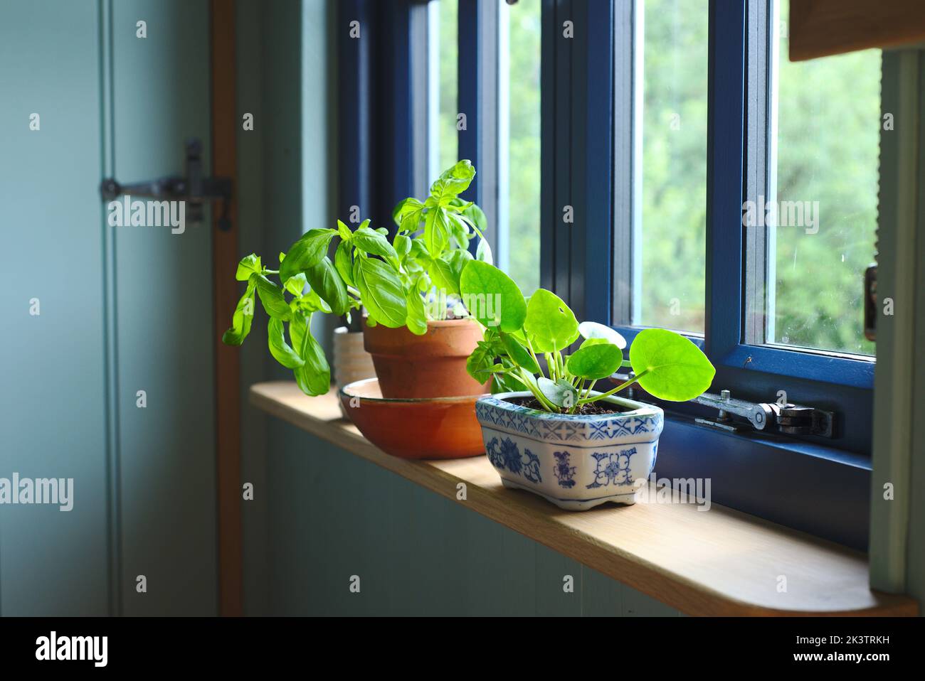 Albahaca fresca en la ventana eneldo Foto de stock