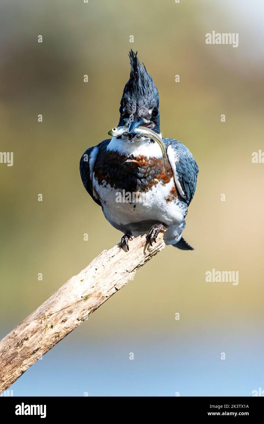 Cantó kingfisher con peces Foto de stock