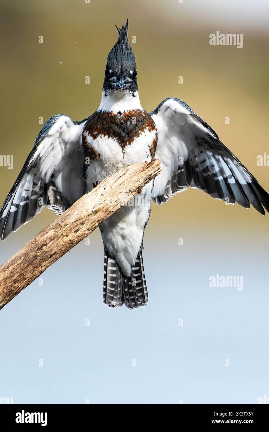 Aterrizaje en Belted kingfisher Foto de stock