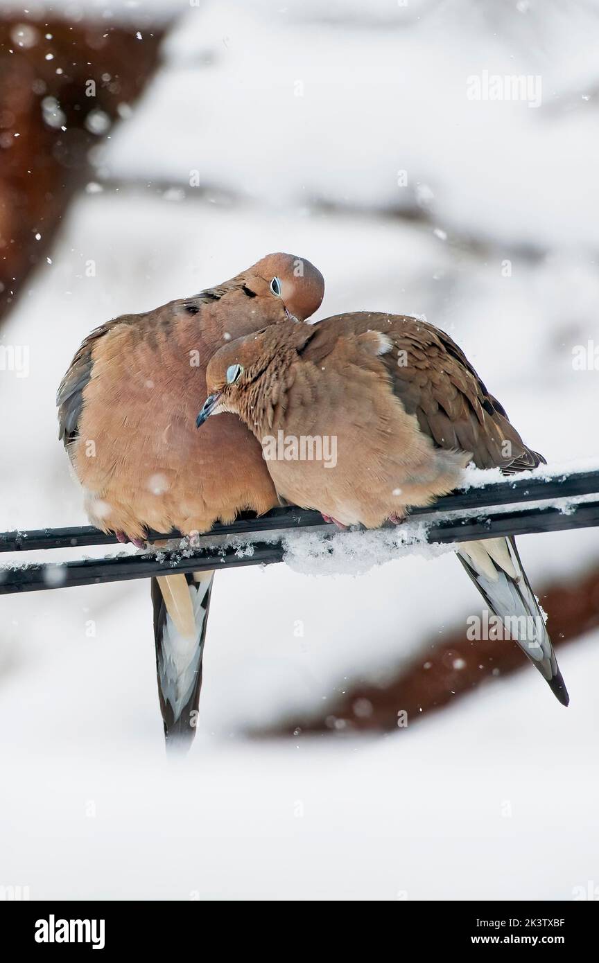 Un par de palomas de luto apareadas en tormenta de nieve Foto de stock