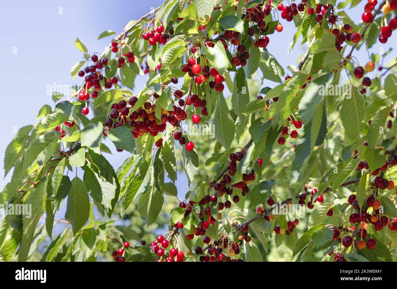 cereza roja en el árbol de primer plano Foto de stock