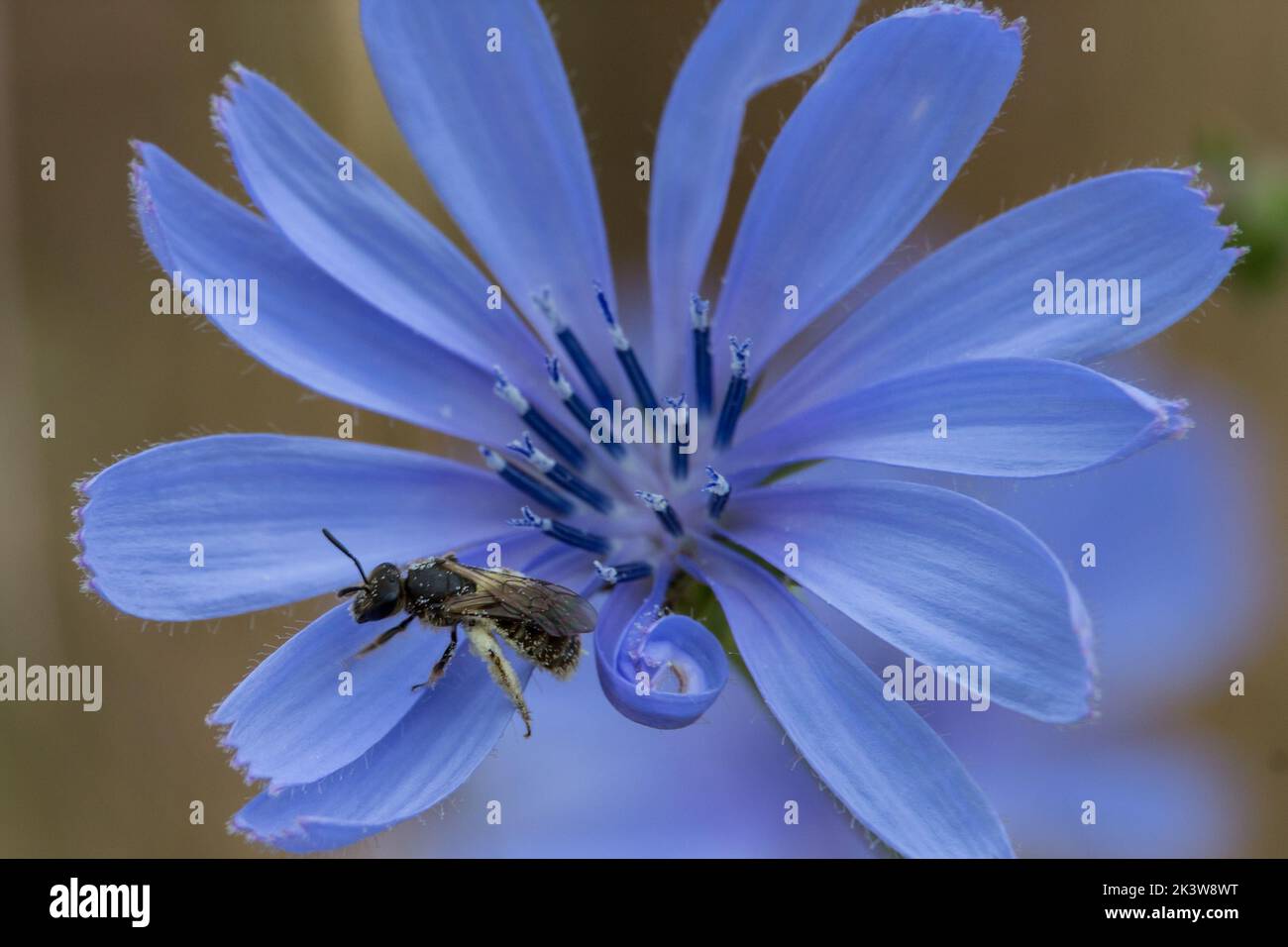 Primer plano de una abeja sobre una flor de achicoria común azul Foto de stock