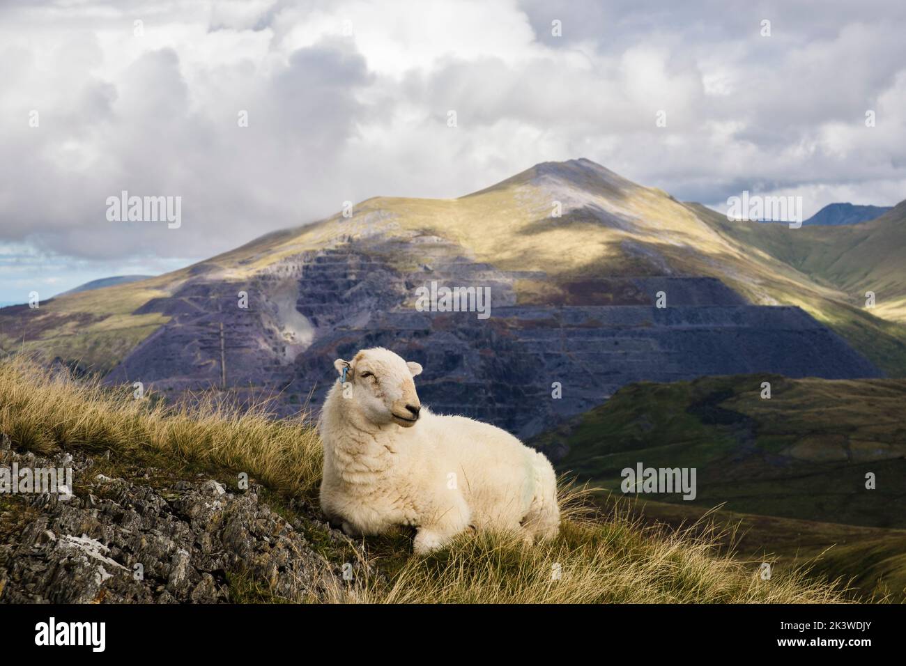 Una oveja de montaña galesa con cantera de pizarra de Dinorwig en Elidir Fawr como telón de fondo en el Parque Nacional de Snowdonia. Foel Gron, Llanberis Gwynedd norte de Gales Reino Unido Foto de stock