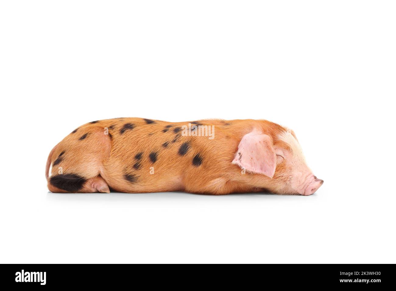 Cerdo pequeño con manchas negras que duermen aisladas sobre fondo blanco Foto de stock