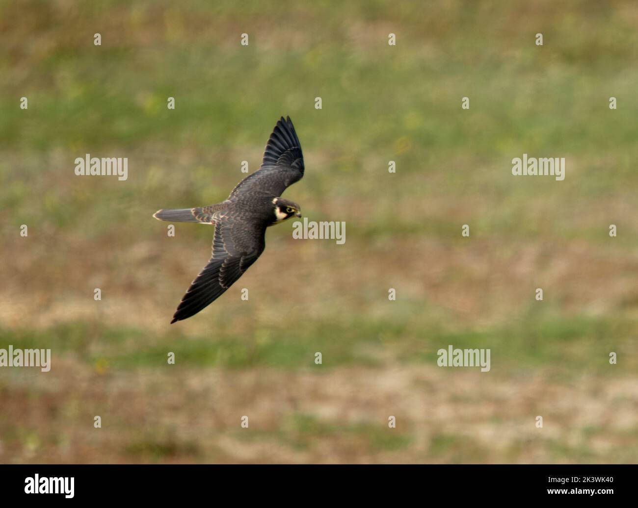 Hobby, Falco subbuteo, un solo pájaro juvinile en vuelo, Cormwall 2022 de septiembre Foto de stock