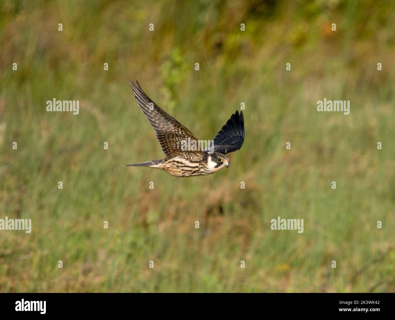 Hobby, Falco subbuteo, un solo pájaro juvinile en vuelo, Cormwall 2022 de septiembre Foto de stock