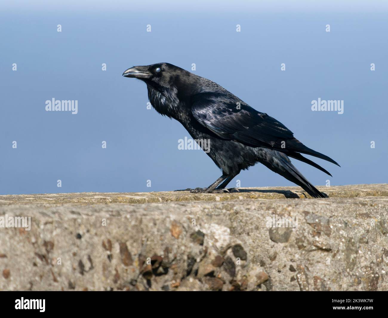 Raven, Corvus corax, pájaro único en la pared, Cormwall Septiembre 2022 Foto de stock