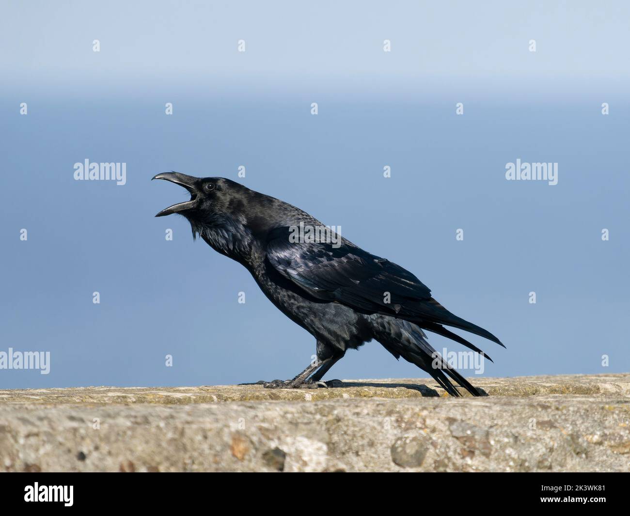 Raven, Corvus corax, pájaro único en la pared llamando, Cormwall 2022 de septiembre Foto de stock