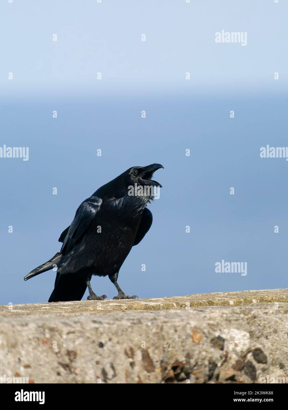 Raven, Corvus corax, pájaro único en la pared llamando, Cormwall 2022 de septiembre Foto de stock