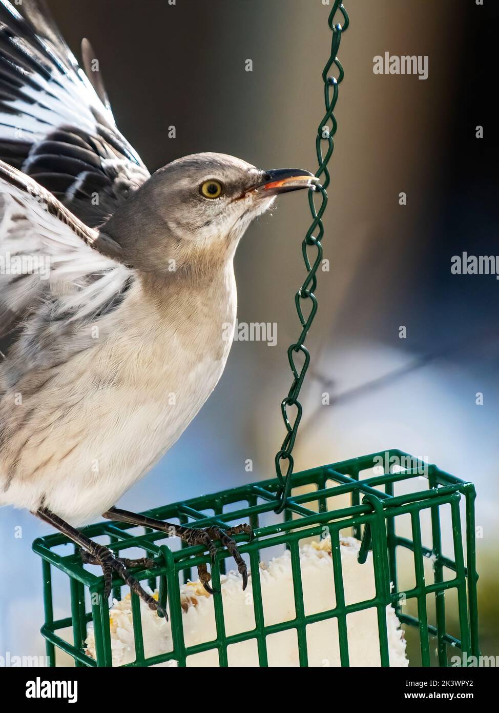 mockingbird del norte en el alimentador de suet de invierno Foto de stock